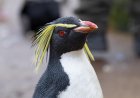 Where are rockhopper penguins found?