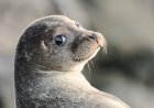 Are Caspian seals aggressive?