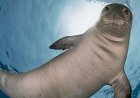 Is it rare to see a Hawaiian monk seal?