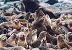 Where do brown fur seals live?