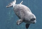 Are ringed seals friendly to humans?