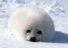 What is special about harp seals?