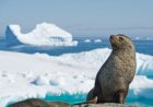 Are Antarctic fur seals aggressive?