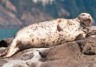 What is a harbor seal?