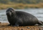Why are Baikal Seal's eyes so big?
