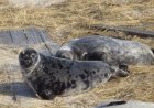 What is a grey seal?