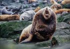 Are Steller sea lions aggressive?