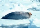 What does the bearded seal eat?