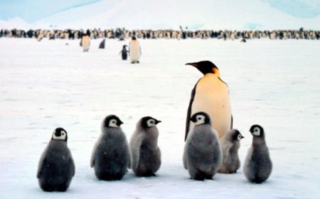 Are penguins only in Antarctica?