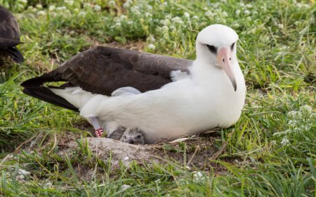 What is albatross's love story?