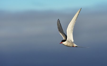 Can antarctic terns fly?