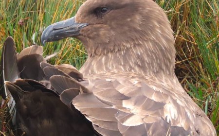 How intelligent are skuas?