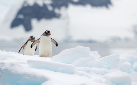Do gentoo penguins mate for life?