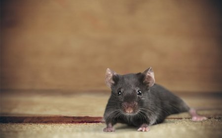 Rats ate 200 kg of hashish, main accused in drug smuggling case remains