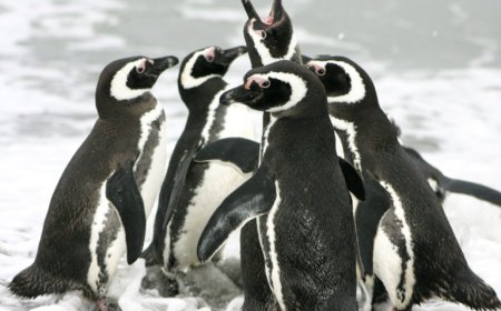 What is special about Magellanic penguins?