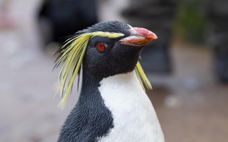 Where are rockhopper penguins found?