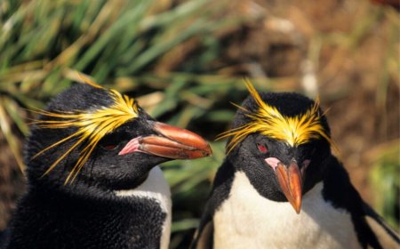 What is the mating behavior of the macaroni penguin?