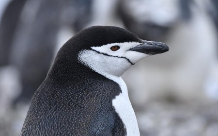 Where are chinstrap penguins found?
