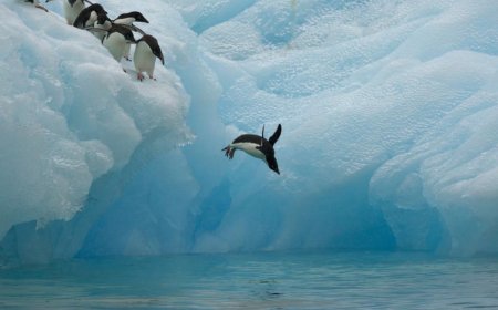 Where do Adélie penguins live?