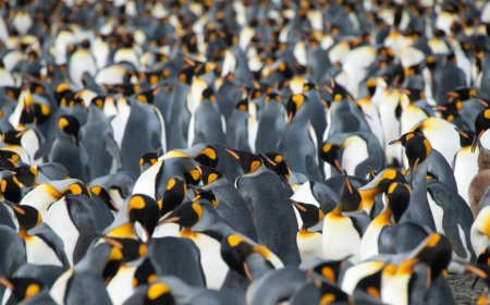 Where are king penguins found?