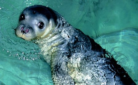 What is a Mediterranean monk seal?