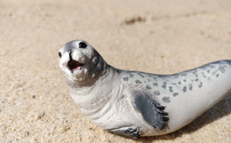 Are spotted seals friendly?