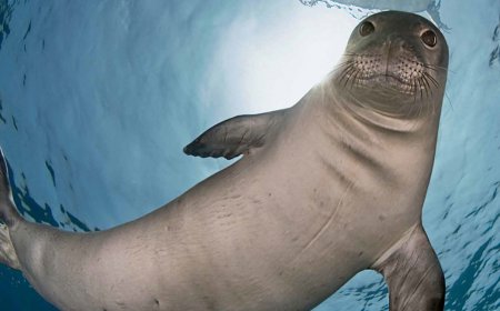 Is it rare to see a Hawaiian monk seal?