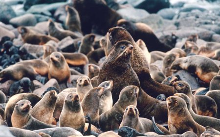Where do brown fur seals live?