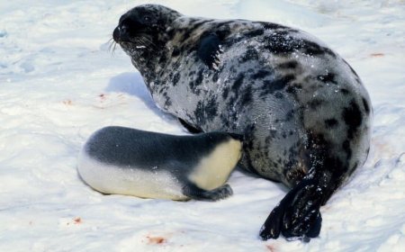 How many hooded seals are left?