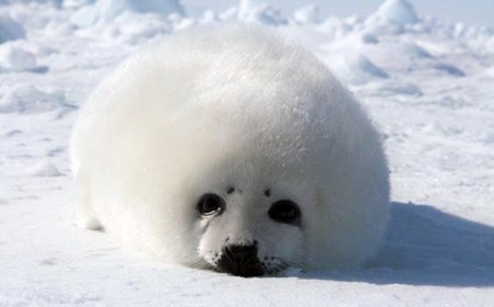 What is special about harp seals?