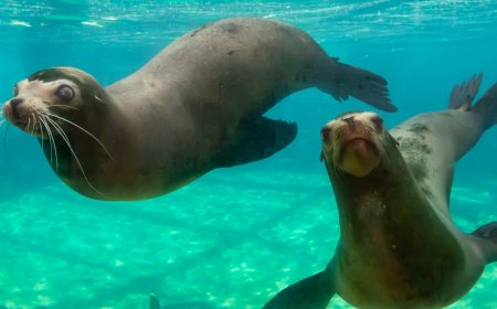 How big are the California sea lions?
