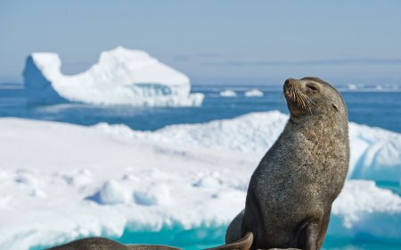 Are Antarctic fur seals aggressive?
