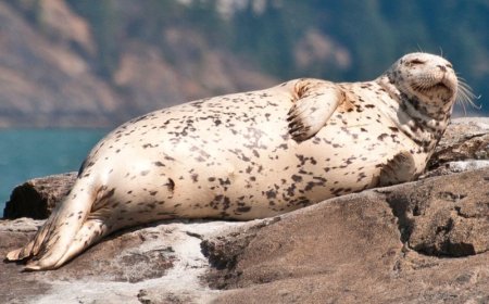 What is a harbor seal?