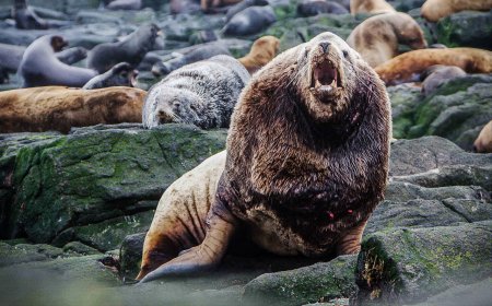 Are Steller sea lions aggressive?