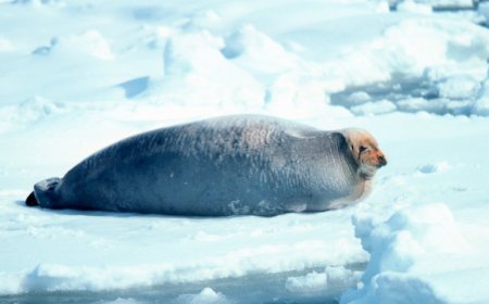 What does the bearded seal eat?