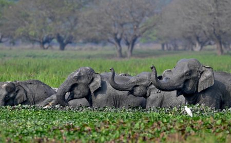 Elephant kills 20 people