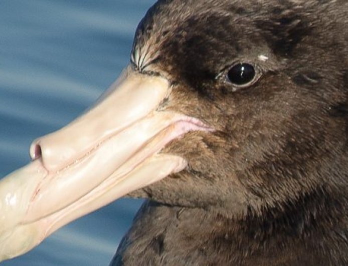 Are giant petrels aggressive?