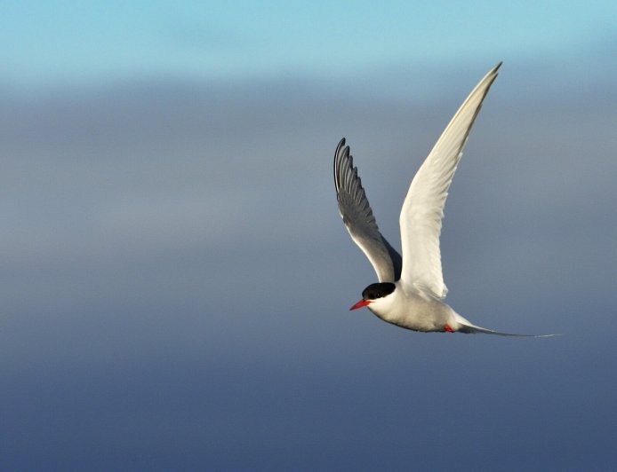 Can antarctic terns fly?