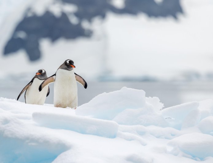 Do gentoo penguins mate for life?