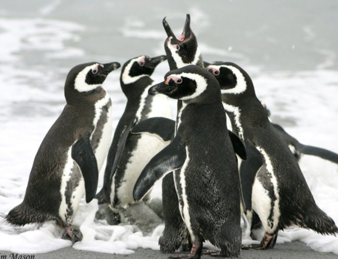 What is special about Magellanic penguins?