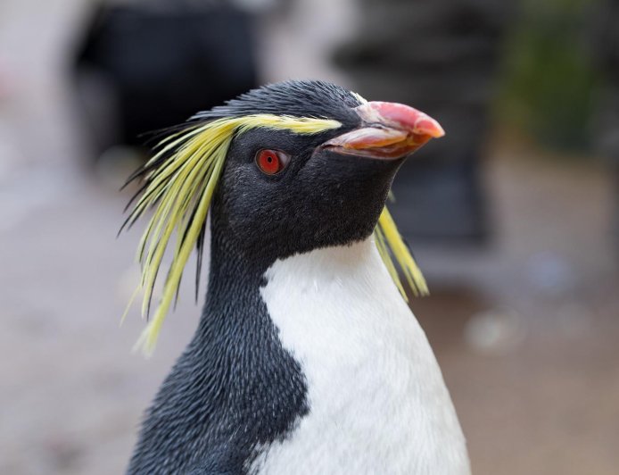 Where are rockhopper penguins found?