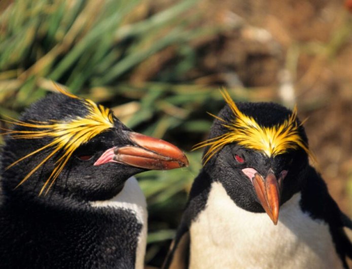 What is the mating behavior of the macaroni penguin?