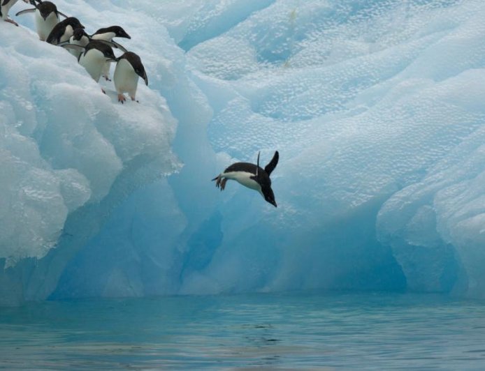 Where do Adélie penguins live?