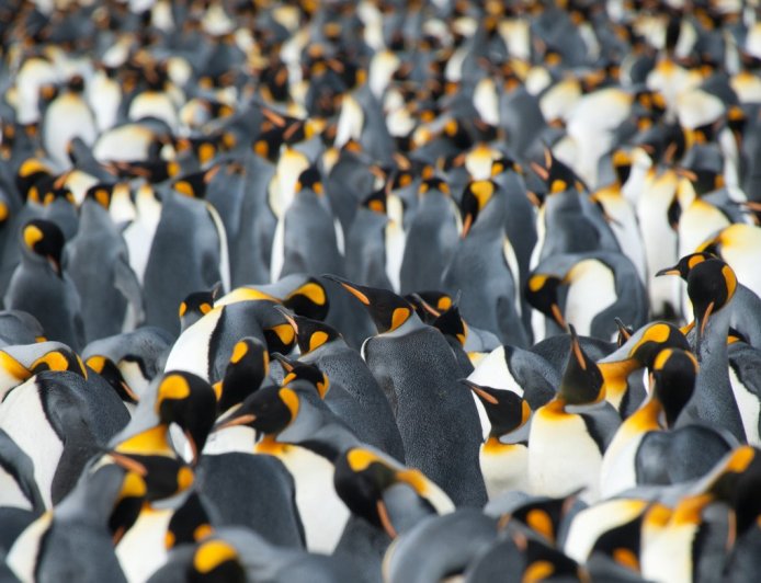 Where are king penguins found?