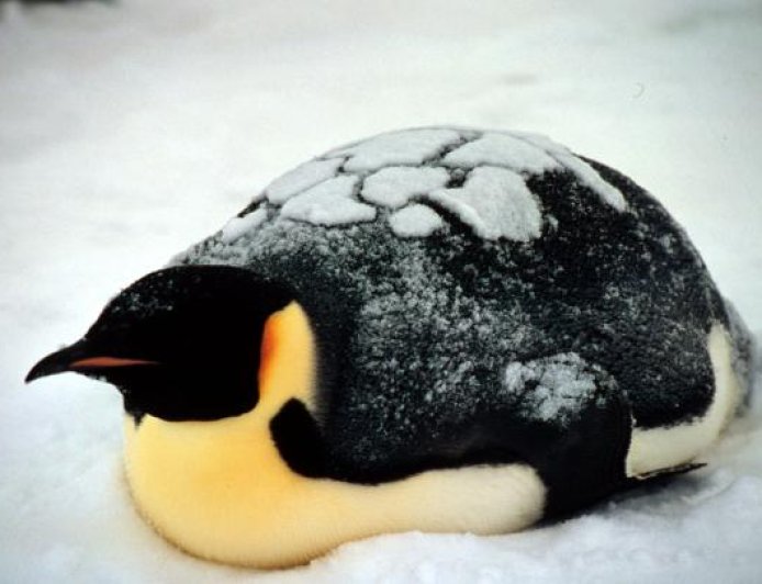 Why are penguins called emperors?