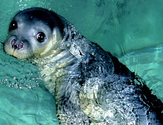 What is a Mediterranean monk seal?