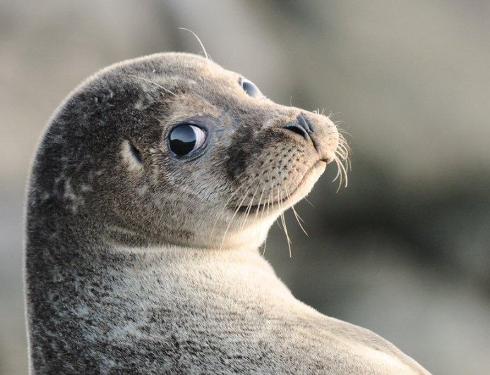 Are Caspian seals aggressive?