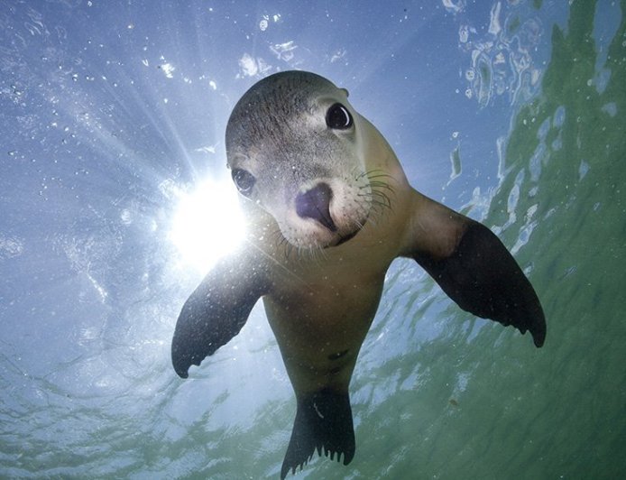 What is an Australian sea lion?