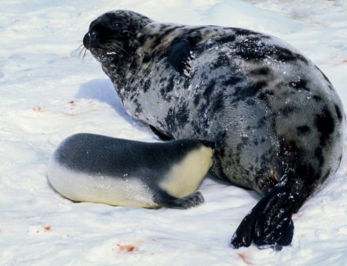 How many hooded seals are left?