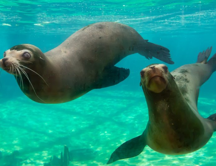 How big are the California sea lions?